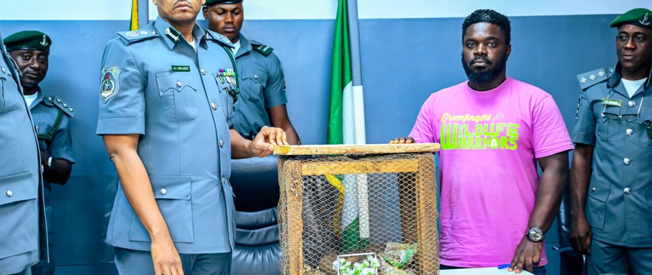 Ogun Customs intercepts three live pangolins, says traffickers risk 12m fine, 10 years jail term