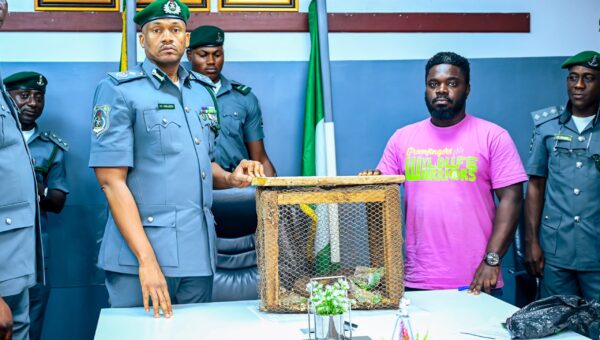 Ogun Customs intercepts three live pangolins, says traffickers risk 12m fine, 10 years jail term