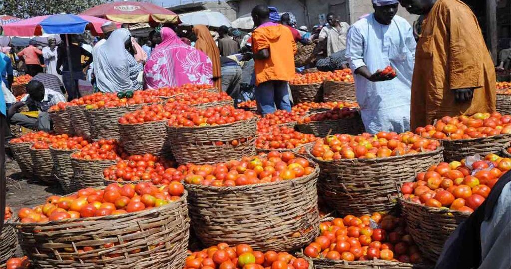 Tomato prices remain high as pepper gets cheaper in Lagos