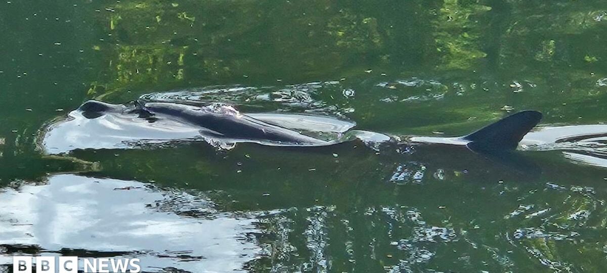 Watch: Dolphin in river freed by fire crews and divers