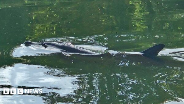 Watch: Dolphin in river freed by fire crews and divers