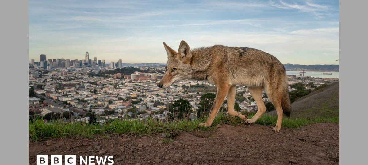 Pictured: Winning entries for Wildlife Photographer of the Year 2026