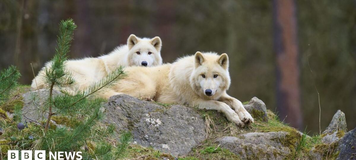 Girl seriously injured in wolf attack at German wildlife park