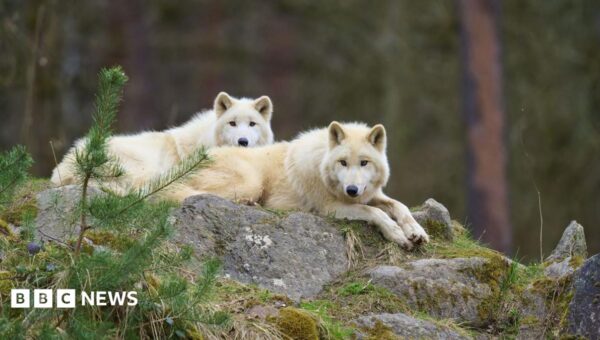 Girl seriously injured in wolf attack at German wildlife park