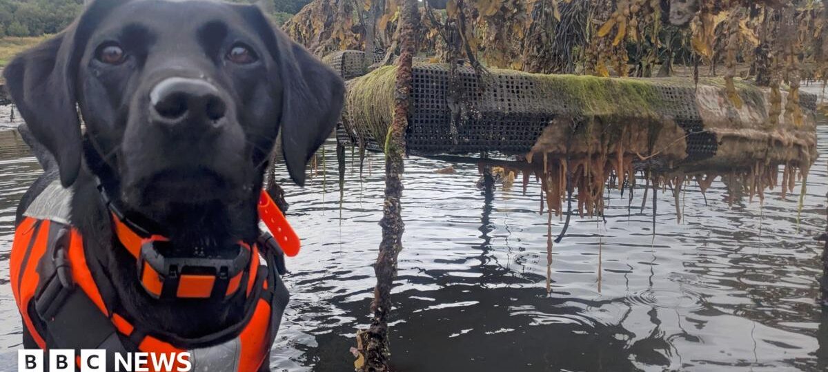 Dog that hunts invasive 'sea vomit' honoured as animal of the year