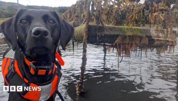 Dog that hunts invasive ‘sea vomit’ honoured as animal of the year