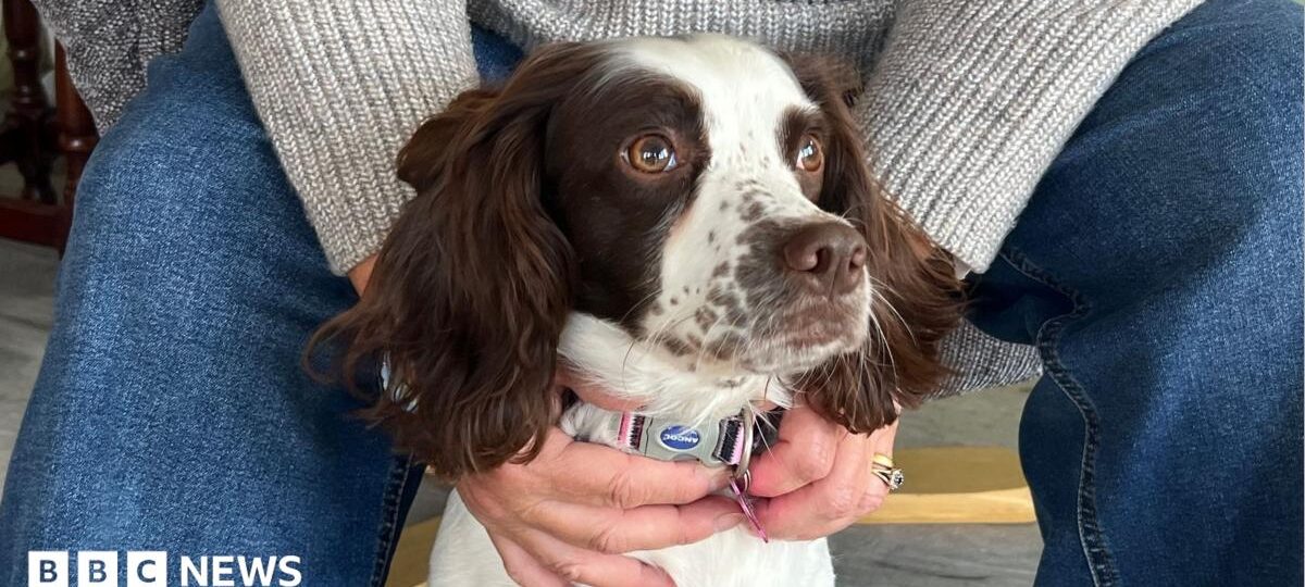New life for dog rescued from house with 83 others
