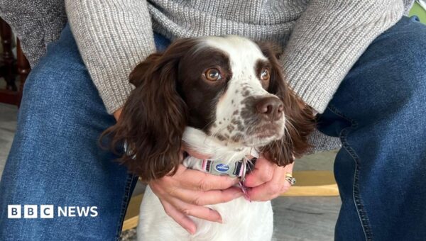 New life for dog rescued from house with 83 others