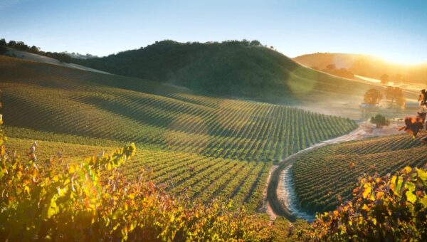 My favorite hidden gem in California has incredible food and wine — and it's more affordable than Napa Valley