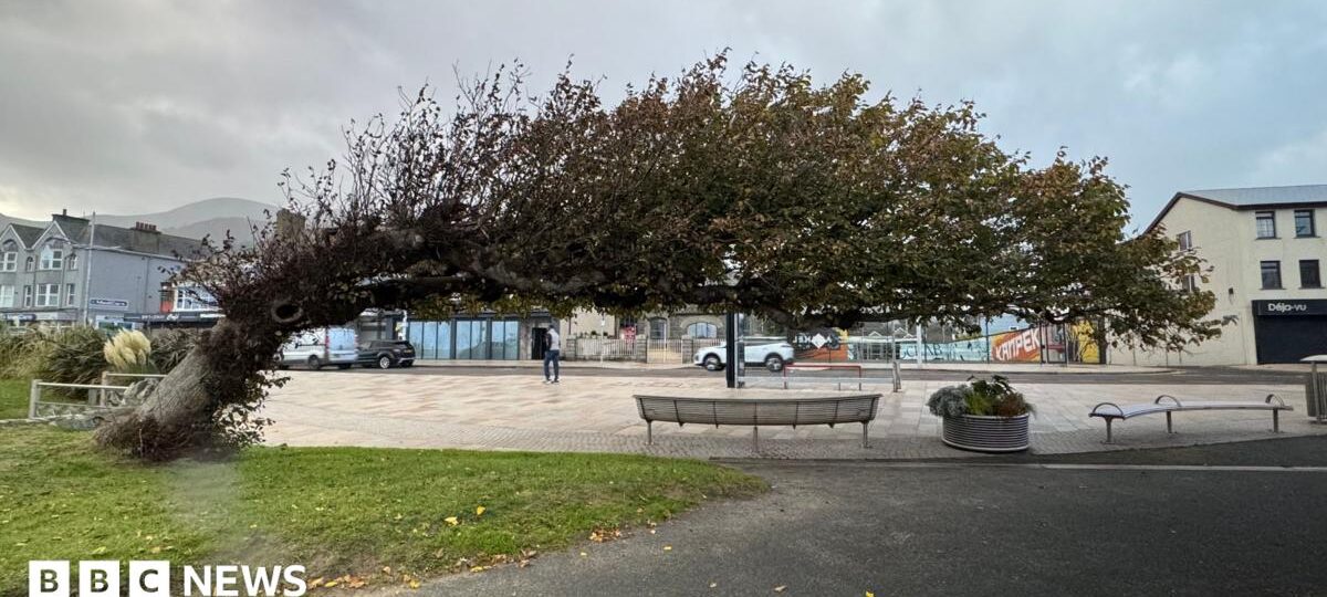 'Bendy tree' named UK Tree of the Year
