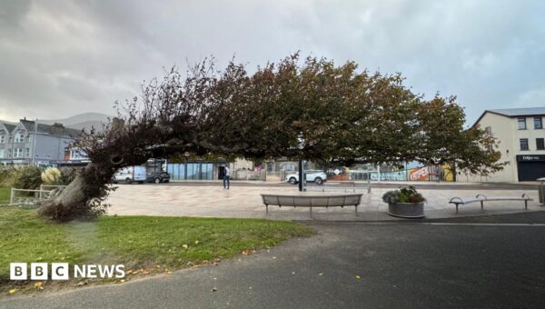 ‘Bendy tree’ named UK Tree of the Year