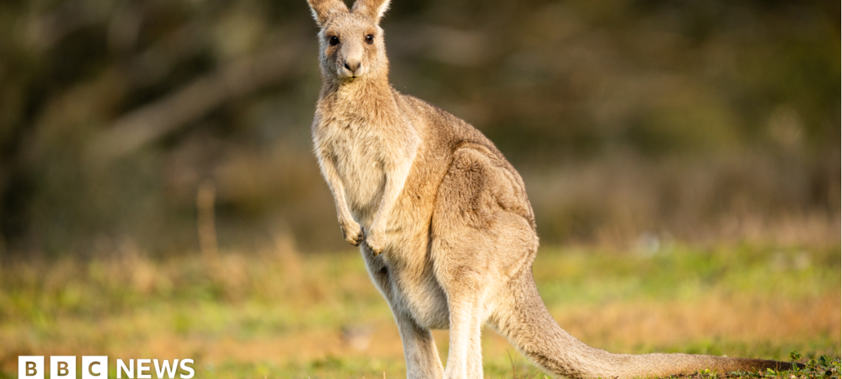 'Tropical jungle' of wallabies, porcupines and parrots must move after neighbours complain