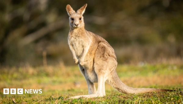 ‘Tropical jungle’ of wallabies, porcupines and parrots must move after neighbours complain