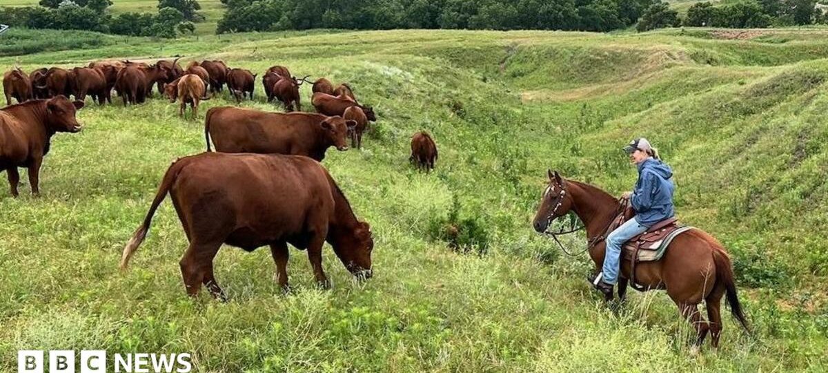 American ranchers wrestle with soaring costs - and their loyalty to Trump