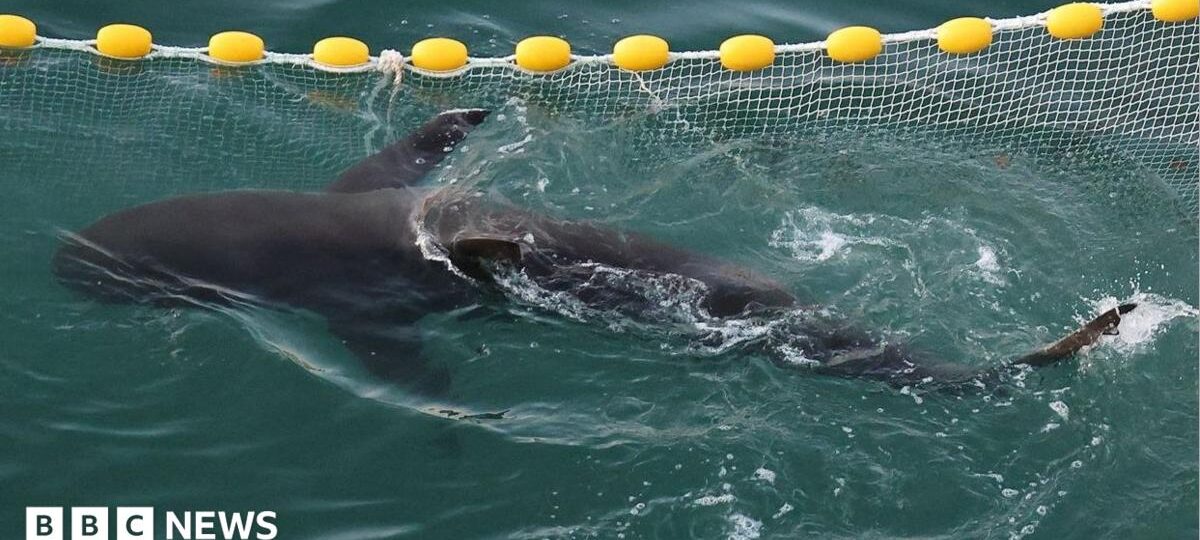 A shark went astray and captured Korea's heart - will she finally make it back to sea?
