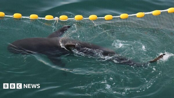 A shark went astray and captured Korea’s heart – will she finally make it back to sea?
