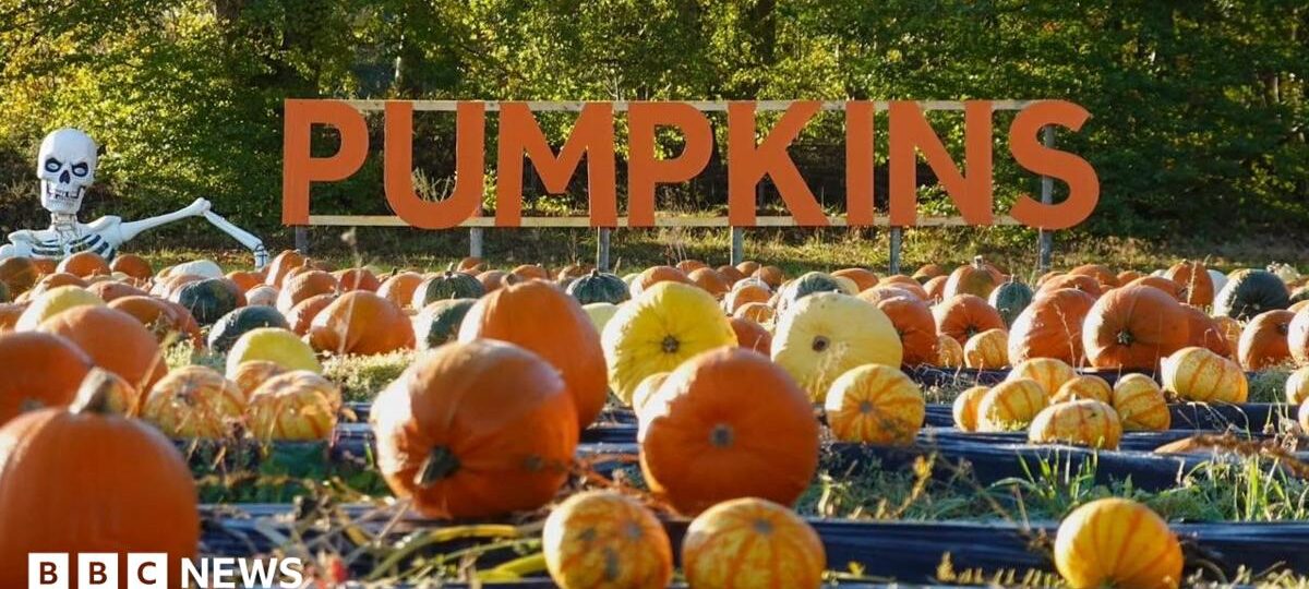 The Californian whose pumpkin patch dream took root in Scotland