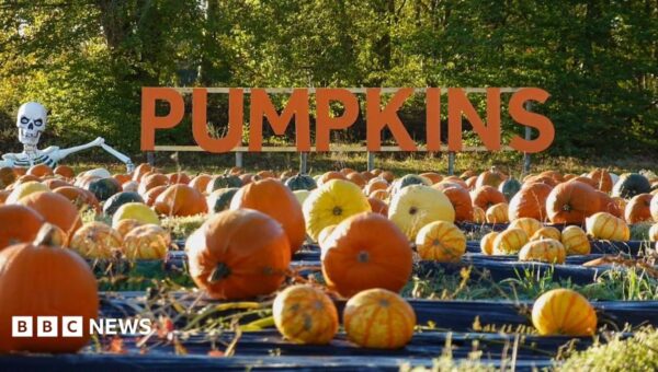 The Californian whose pumpkin patch dream took root in Scotland