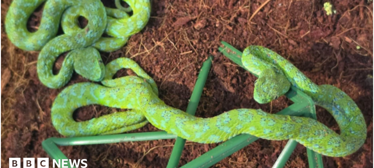 Man with suitcase full of snakes stopped at German airport