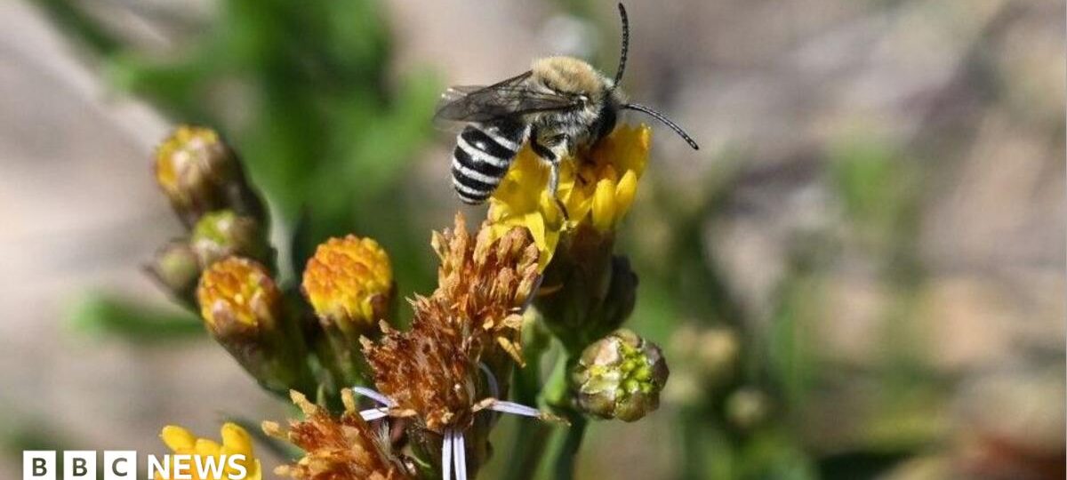 Tiny zebra-striped bee sighting a 'huge surprise'