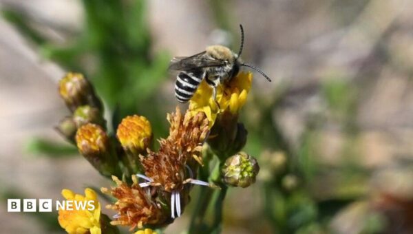 Tiny zebra-striped bee sighting a ‘huge surprise’