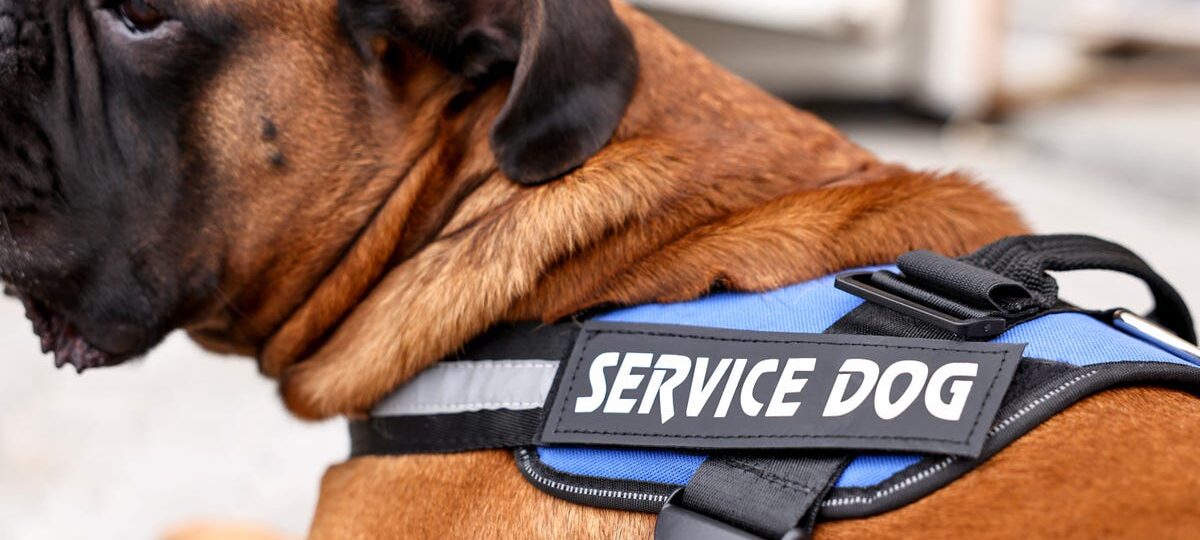 HR giant ordered to pay $400,000 to job applicant who wanted to bring a service dog to work