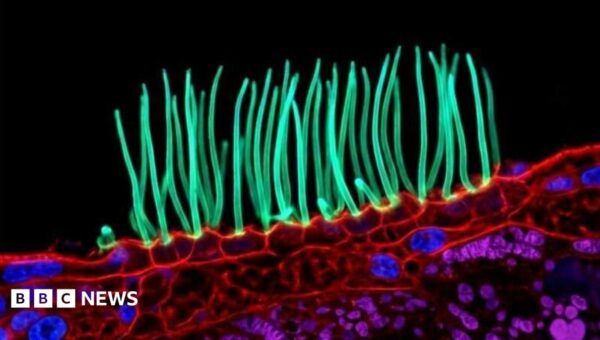 Prize-winning image which sparked backlash was AI-generated, Nikon rules