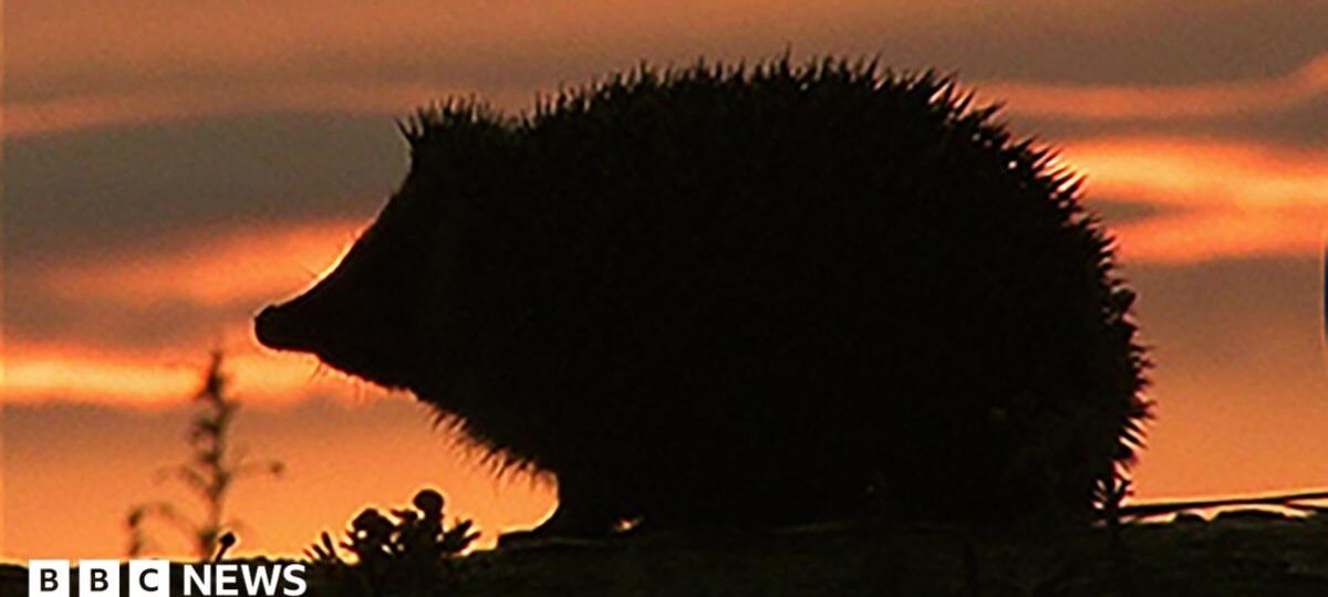 Hedgehog among four chosen animals to feature on your new banknotes