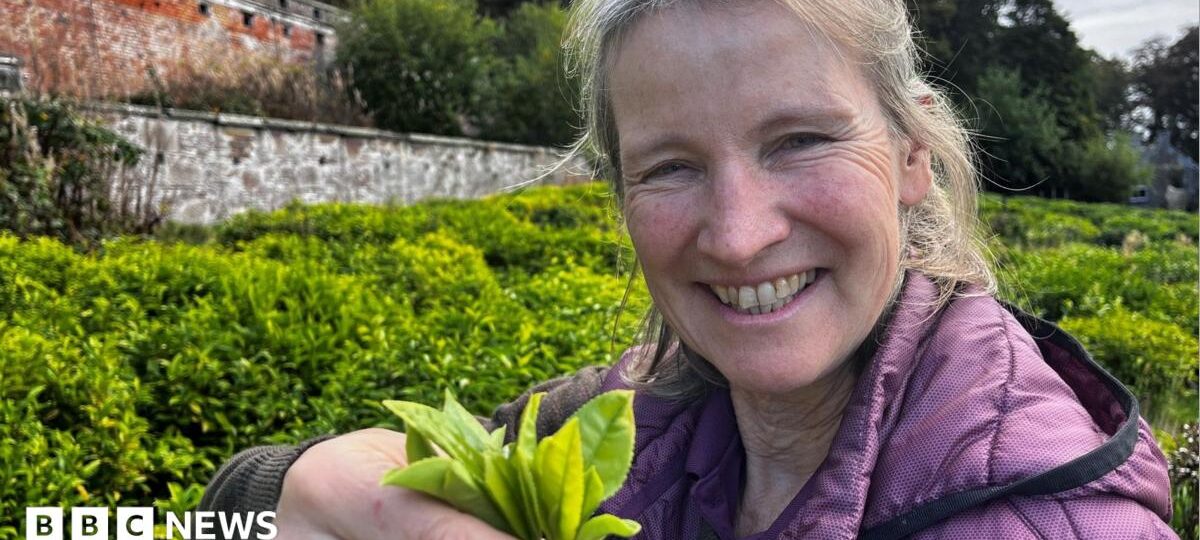 More tea? How Scotland's crops of the future could be set to change