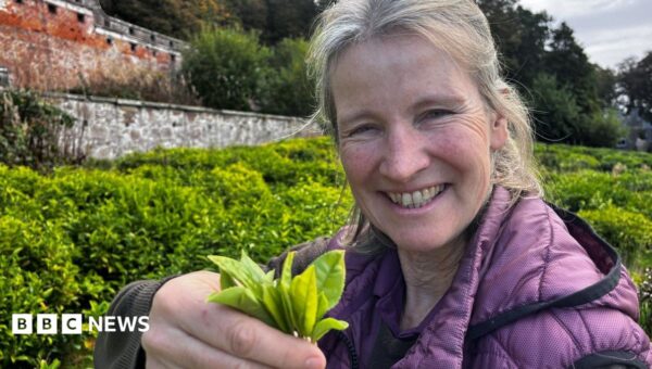 More tea? How Scotland’s crops of the future could be set to change
