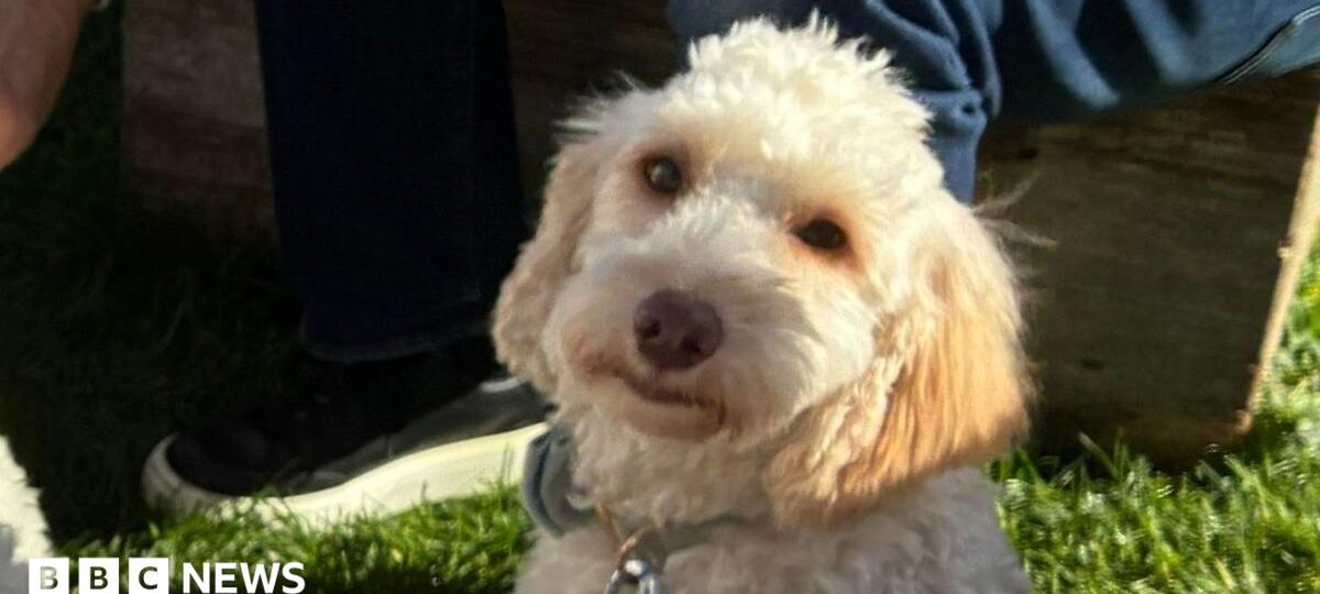 Poodle party reunites rescued dogs