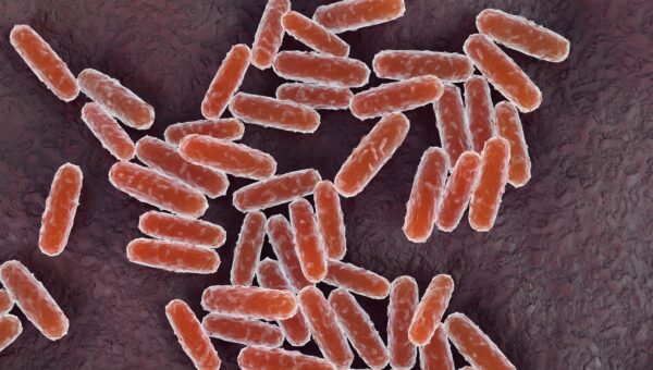 Is Pneumonic Plague in America? What to Know as the Infection Spreads in Russia