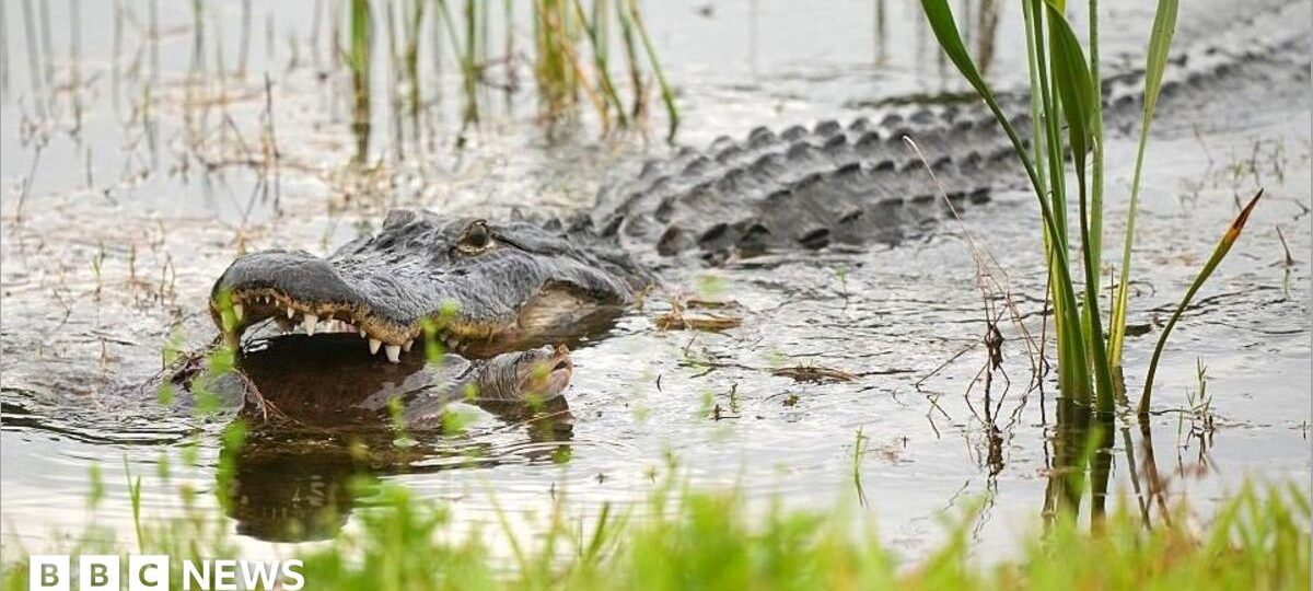 Alligator kills 71-year-old man fishing in Florida