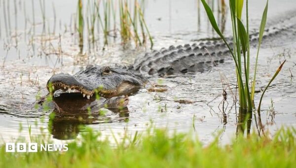 Alligator kills 71-year-old man fishing in Florida