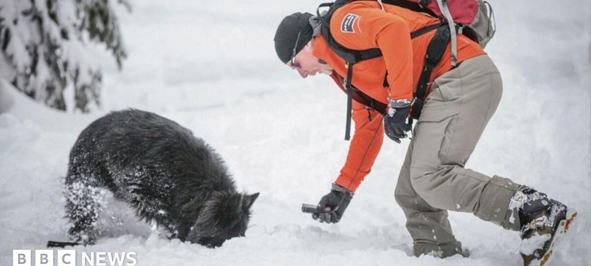 Canada stops using 'avalanche dogs' for rescues in Rocky Mountains, stirring outrage