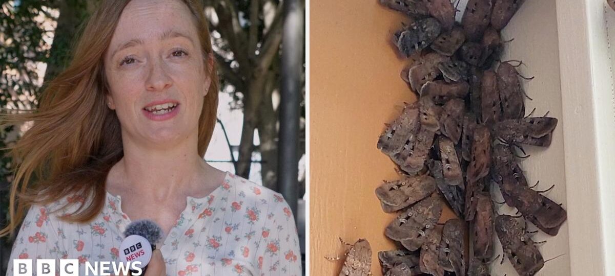 Why are these endangered moths swarming Australia's east coast?