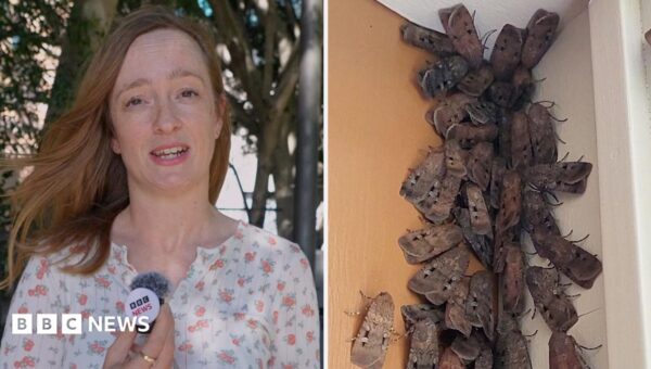 Why are these endangered moths swarming Australia’s east coast?