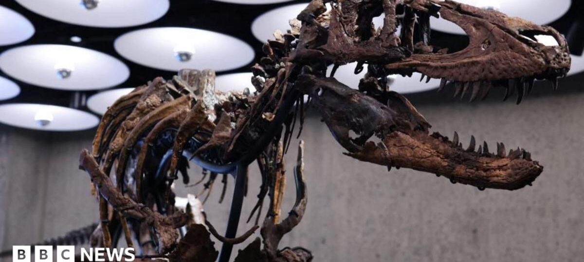 Rare dinosaur skeleton goes to auction in New York with £4.5m price tag