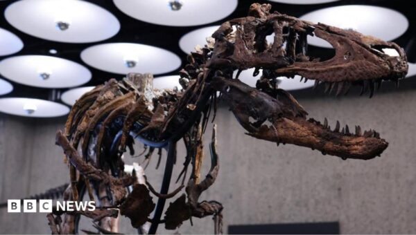 Rare dinosaur skeleton goes to auction in New York with £4.5m price tag