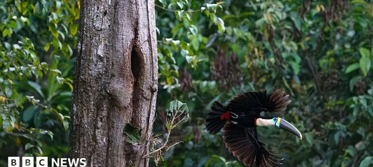 Brazil sees record fall in Amazon deforestation as key election looms