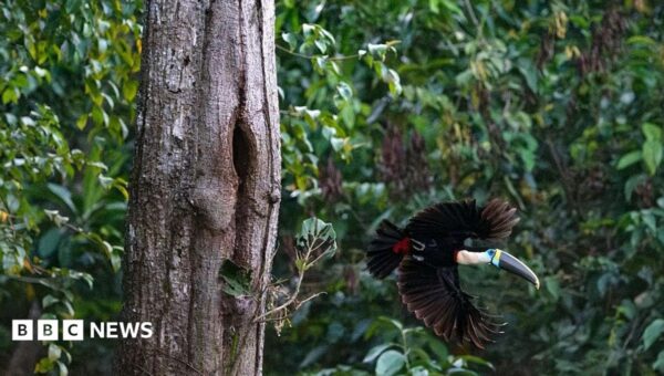 Brazil sees record fall in Amazon deforestation as key election looms