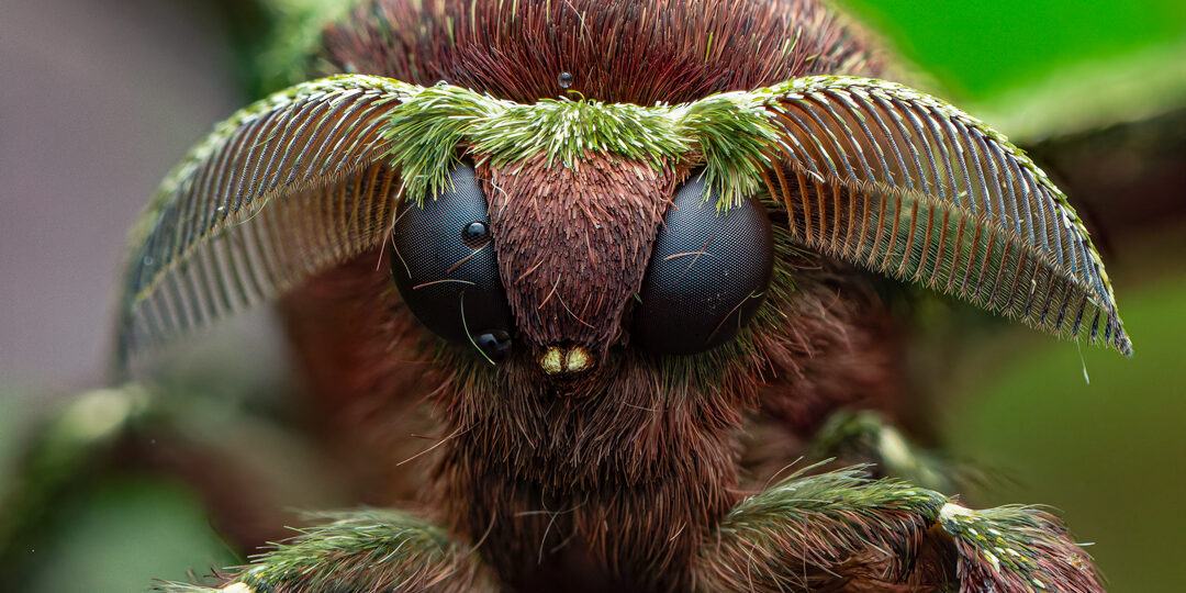 “I Never Really Thought of Insects as Beautiful Creatures” – Dara Ojo on Becoming a Macro Photographer