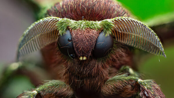 “I Never Really Thought of Insects as Beautiful Creatures” – Dara Ojo on Becoming a Macro Photographer