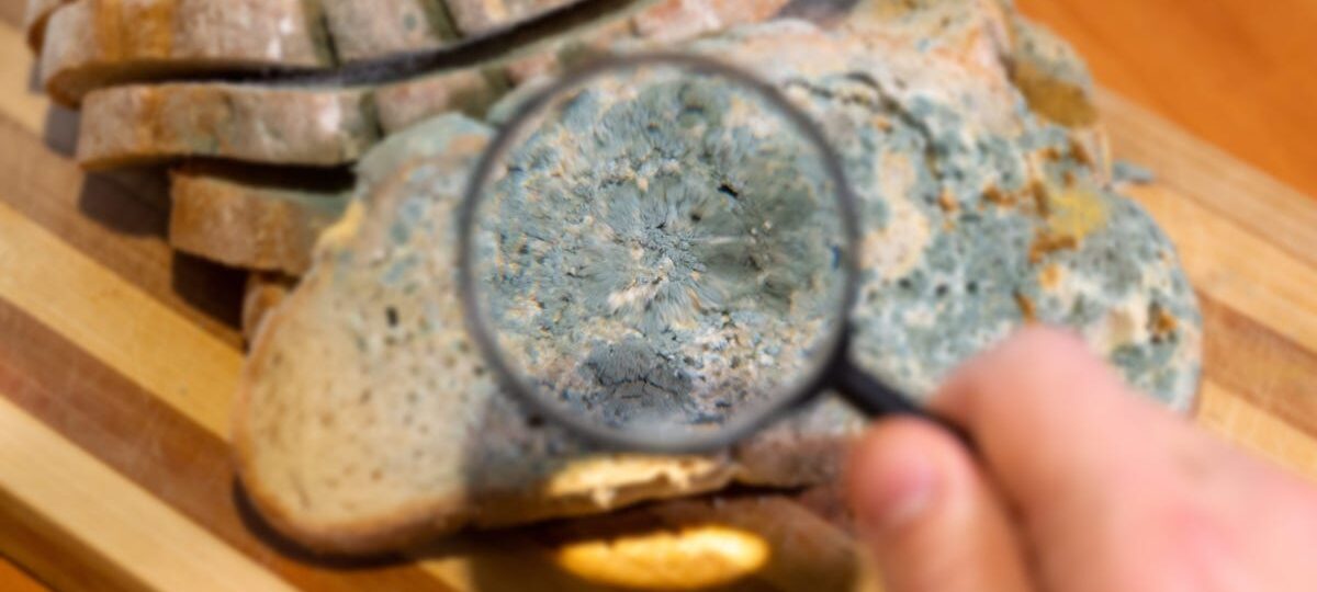 AI worms and 'digital slime mold': Welcome to the next AI nightmare fuel