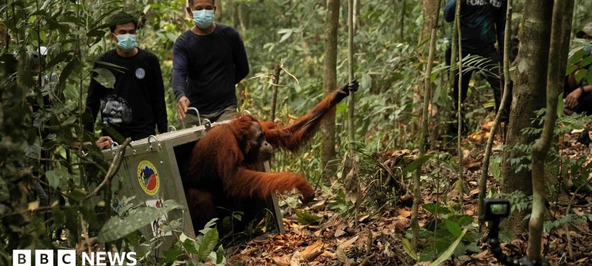 Watch: Endangered orangutans released back into the wild after Borneo fires