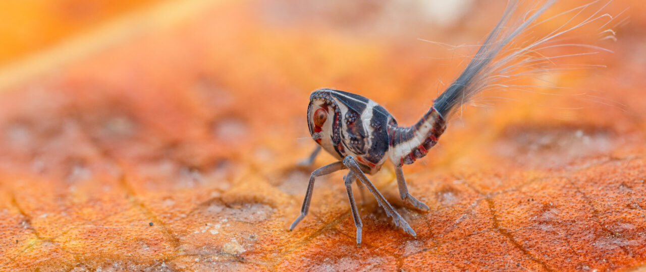 Macro Photographer, Dara Ojo, Shares Stories Behind Some of His Photographs