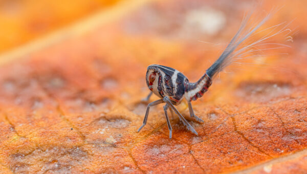 Macro Photographer, Dara Ojo, Shares Stories Behind Some of His Photographs