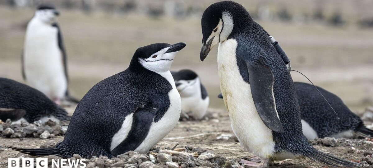 World's largest penguin colony hit by 'alarming' decline in numbers