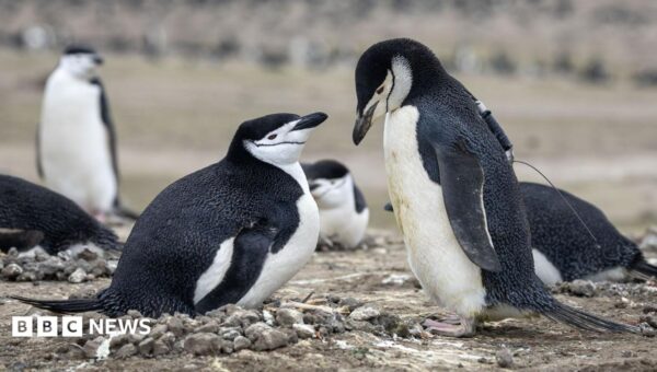 World’s largest penguin colony hit by ‘alarming’ decline in numbers