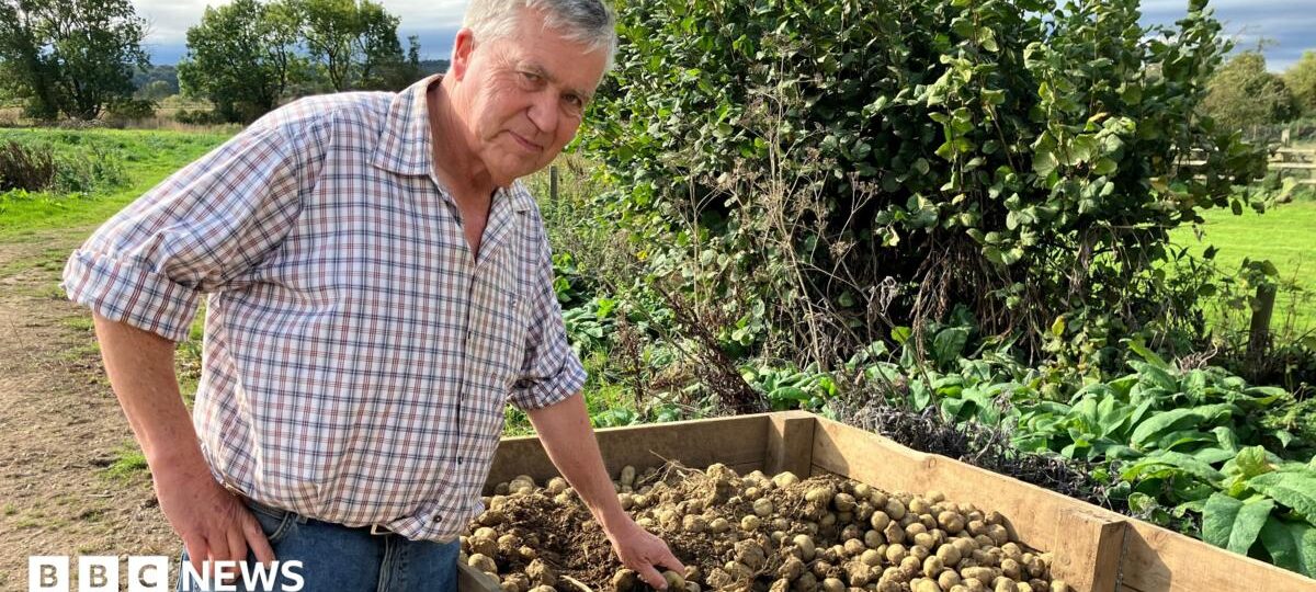 Why hotter summers are making British potatoes smaller